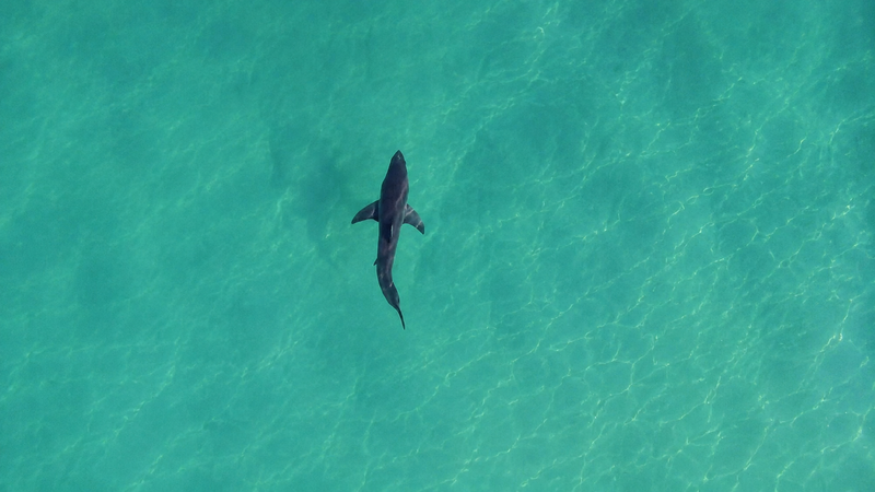 Shark series part 2: The 45mm Rule - When Bull Sharks Are Actually a Risk
