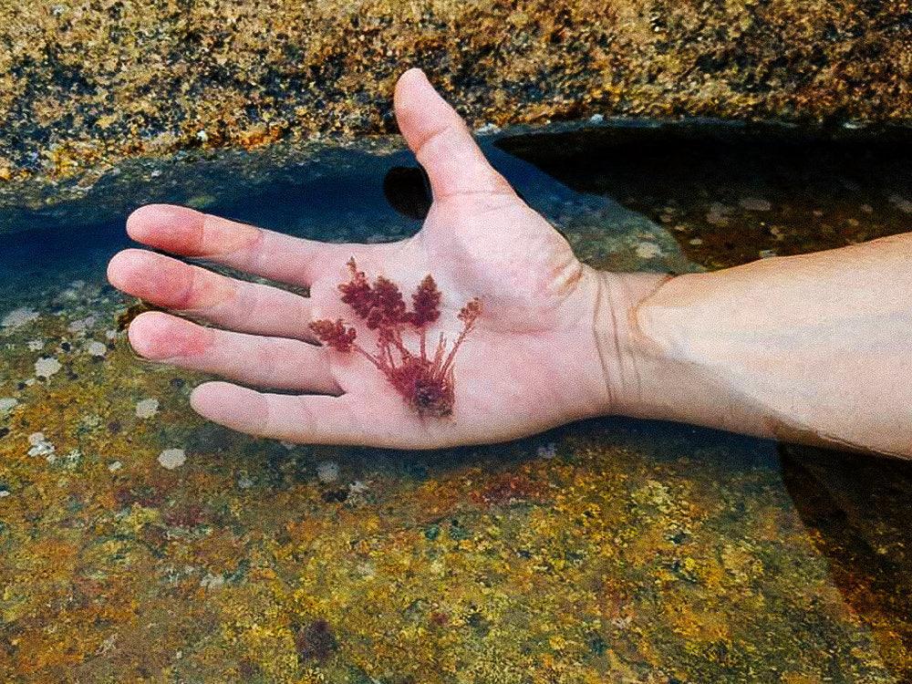 Is Seaweed our future saviour? - BOARDSOX®