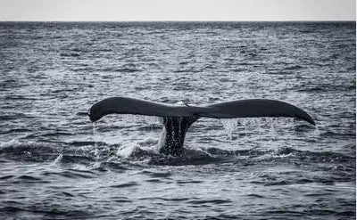 Japan leaves the IWC - What does this mean for the whales?