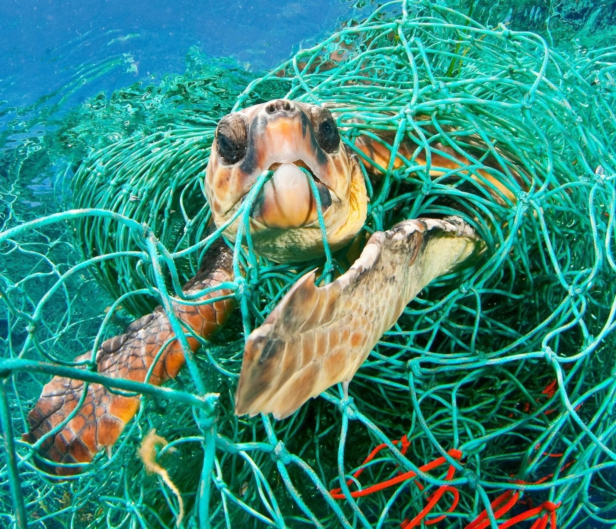 Olive Ridley Sea Turtles - BOARDSOX®
